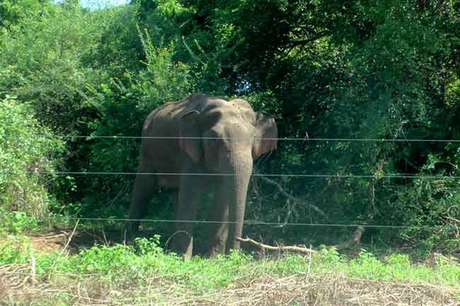 1568166049 Elephant L
