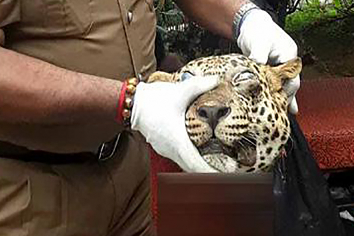 Another Leopard killed
