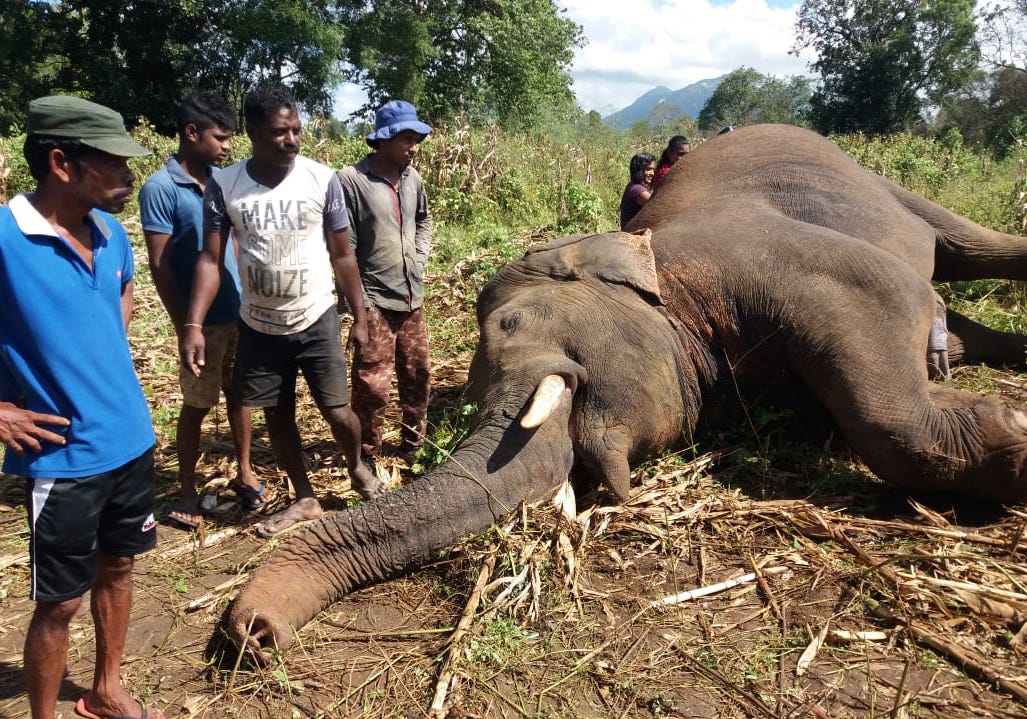 Tusker 3