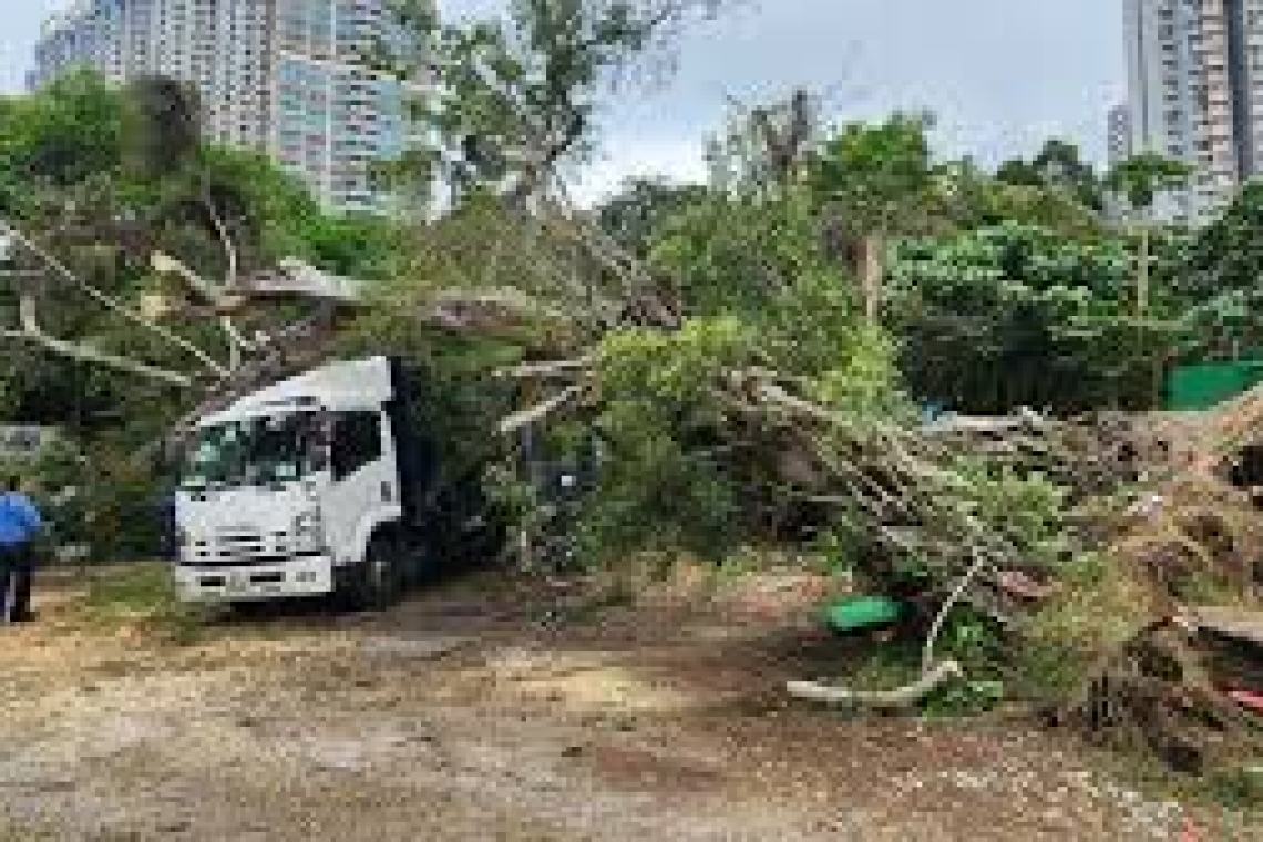දැඩි සුළඟින් කොළඹ ගස් කඩාවැටෙයි