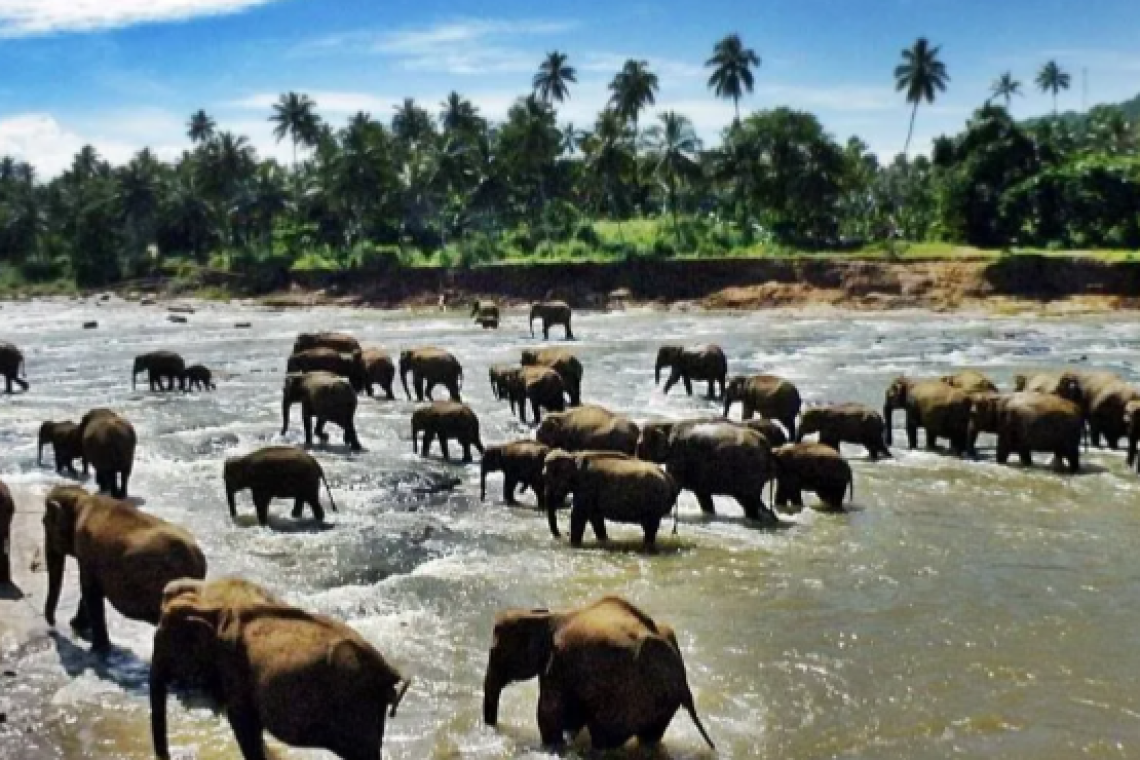 මේ වසරට මේ දක්වා සංචාරක ආදායම ඩොලර් බිලියන 2.65ක්