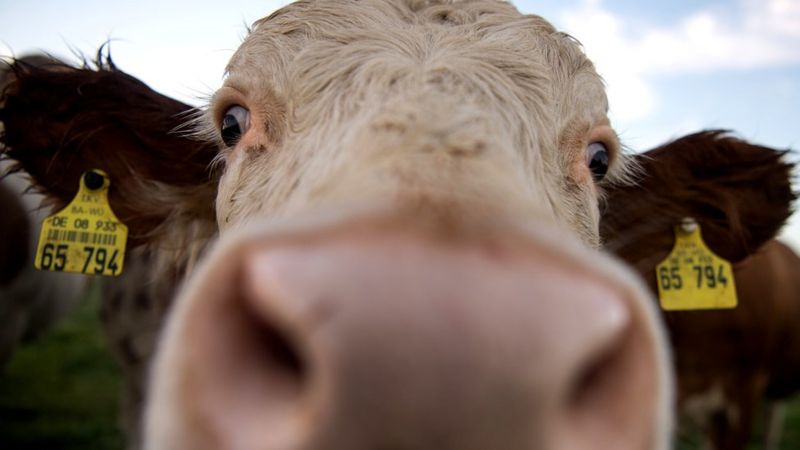  118578116 cow